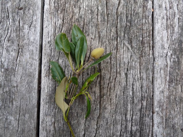 Mangrove fruit